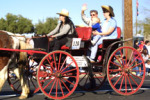One Horse Buggie and Carriage Rentals Tucson Arizona